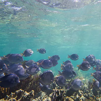Snorkeling from Cancun