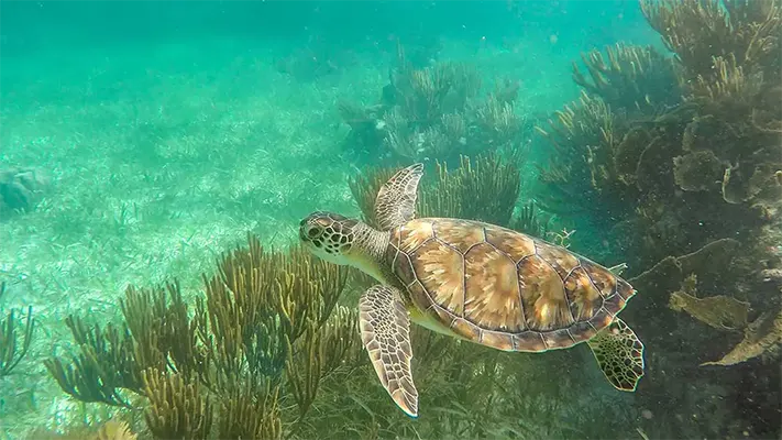 Snorkel, ziplines, cenotes and ATVS